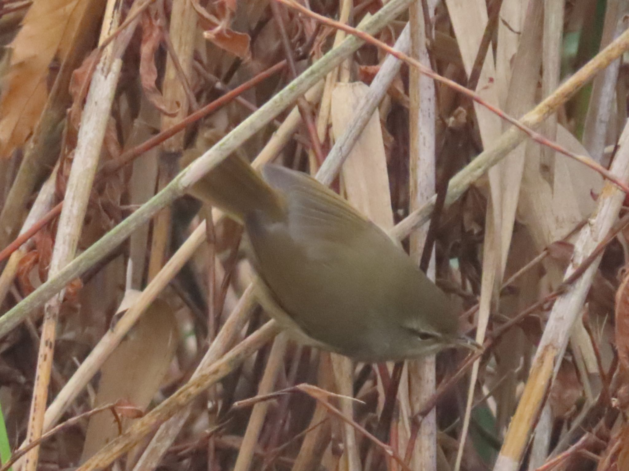 Photo of Japanese Bush Warbler at Mizumoto Park by toritoruzo 