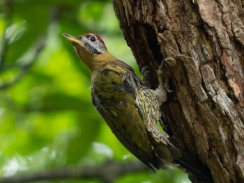 Sun, 12/4/2022 Birding report at Pasir Ris Park (Singapore)