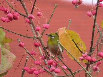 Warbling White-eye Mizumoto Park Sun, 12/4/2022