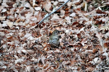 White's Thrush Unknown Spots Mon, 1/22/2018