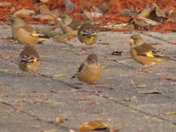 カワラヒワ 水元公園 2022年12月4日(日)