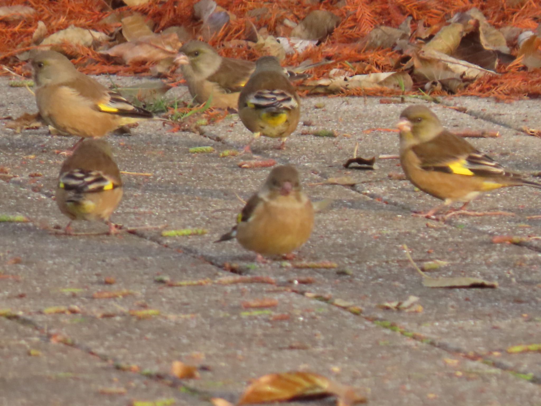 Photo of Grey-capped Greenfinch at Mizumoto Park by toritoruzo 