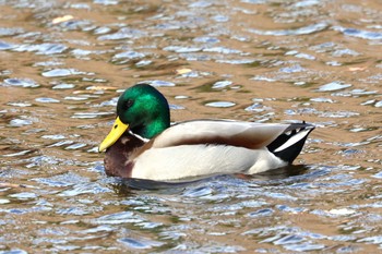 マガモ 嶺公園 2022年12月4日(日)