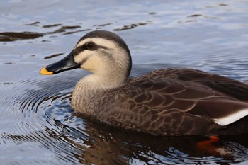 2022年12月4日(日) 嶺公園の野鳥観察記録