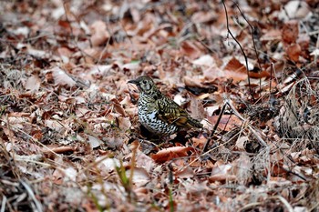 トラツグミ 場所が不明 2018年1月22日(月)