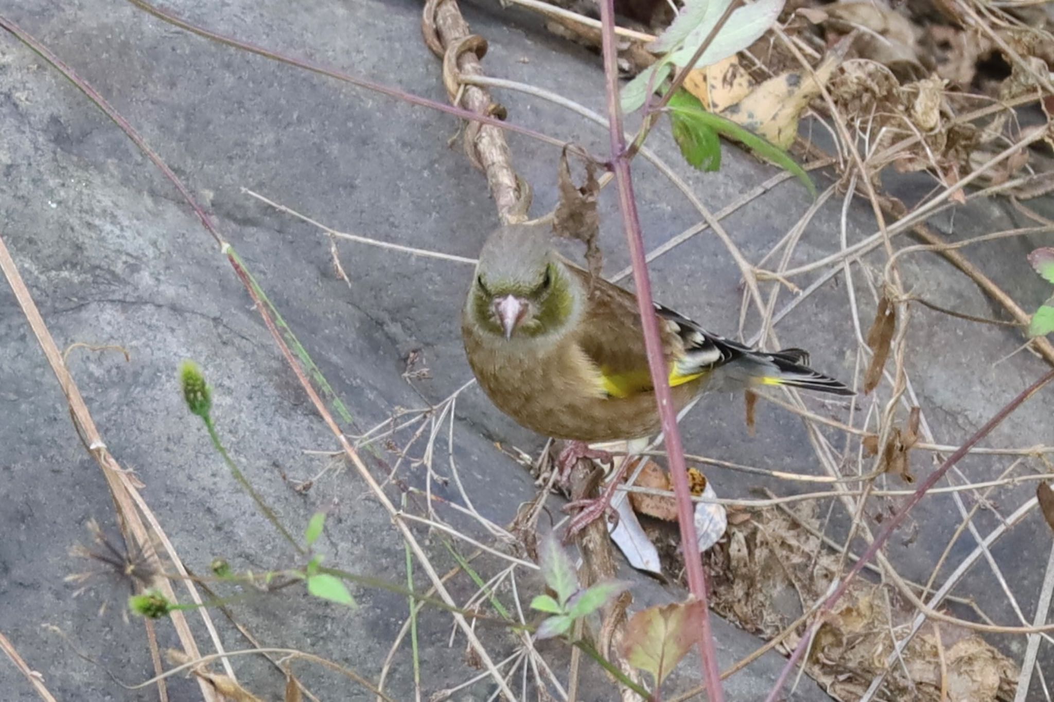 オオカワラヒワ