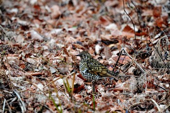 White's Thrush Mine Park Mon, 1/22/2018