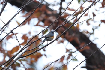 Red-flanked Bluetail くろんど池 Sun, 12/4/2022