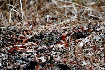 White's Thrush Mine Park Mon, 1/22/2018