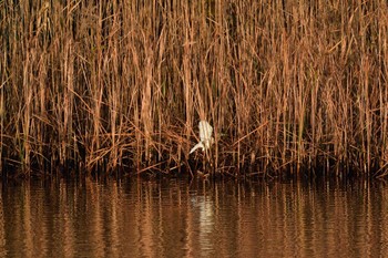 2022年12月4日(日) 長浜公園の野鳥観察記録