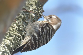 2018年3月4日(日) 滋賀県希望が丘文化公園の野鳥観察記録