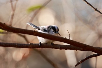 エナガ 智光山公園 2022年12月4日(日)