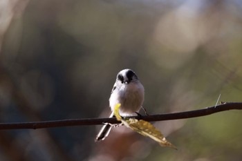 エナガ 智光山公園 2022年12月4日(日)