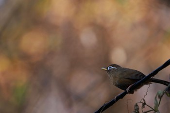 ガビチョウ 智光山公園 2022年12月4日(日)