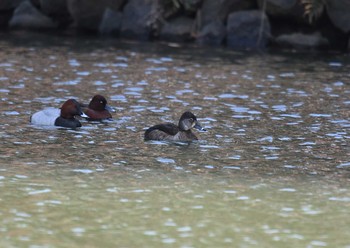 Ring-necked Duck