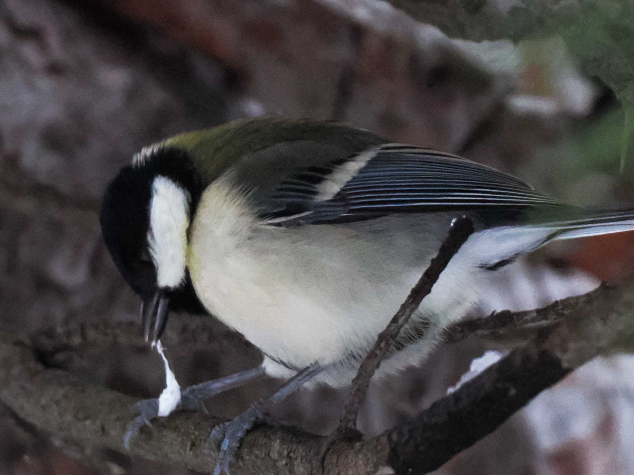 シジュウカラ