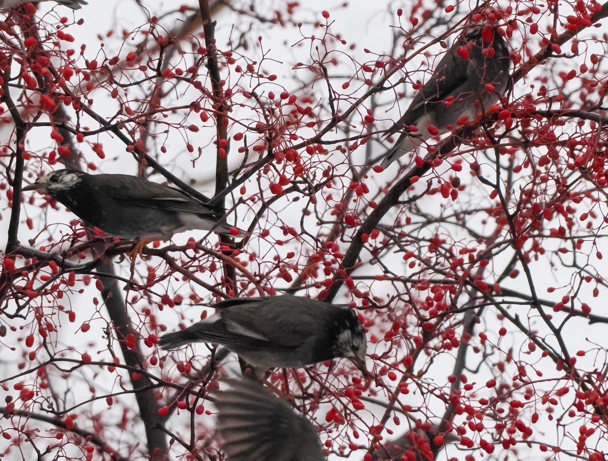 中島公園 ムクドリの写真 by 98_Ark (98ｱｰｸ)