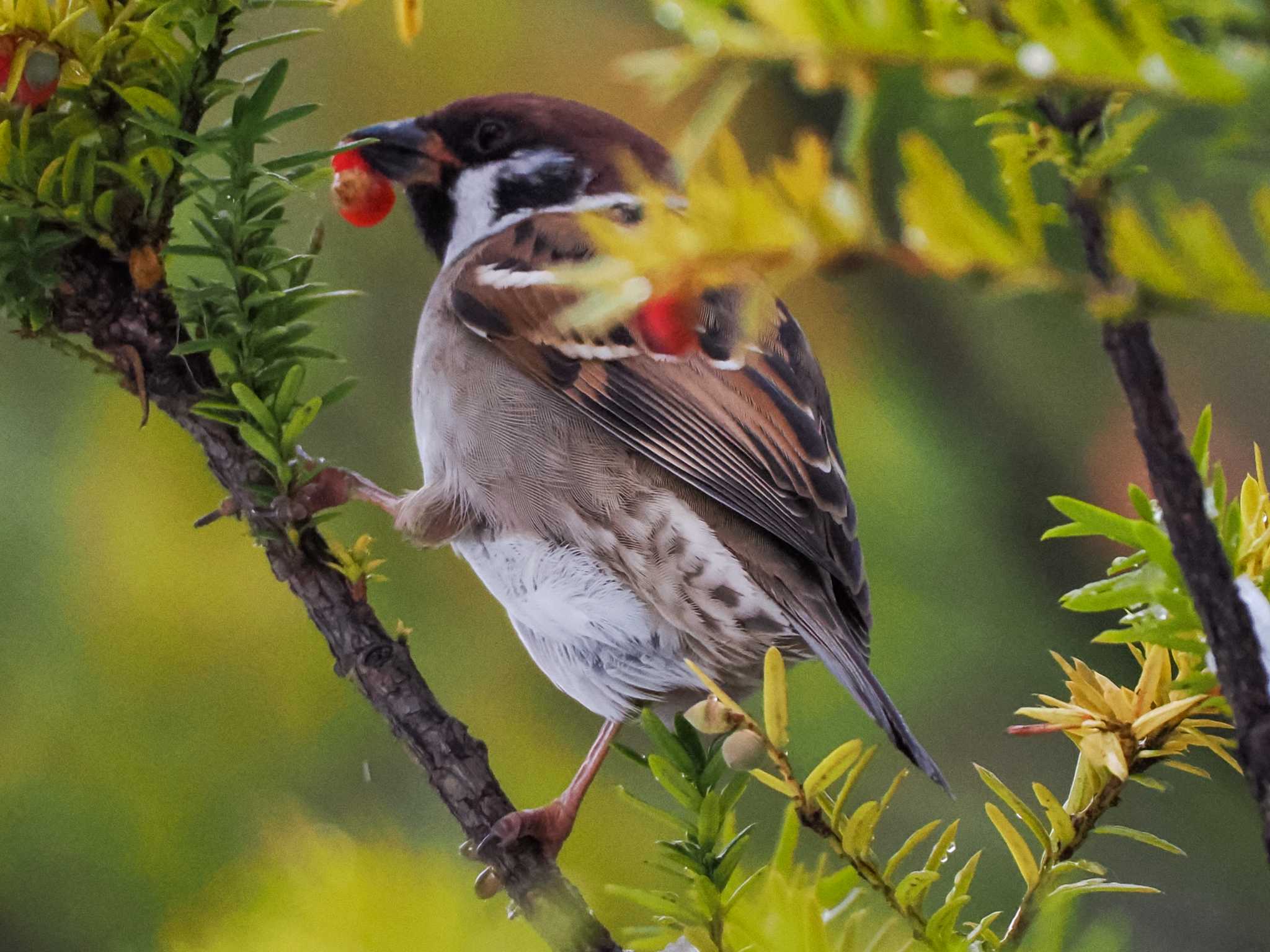 スズメ