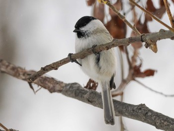 2022年12月4日(日) 真駒内公園の野鳥観察記録