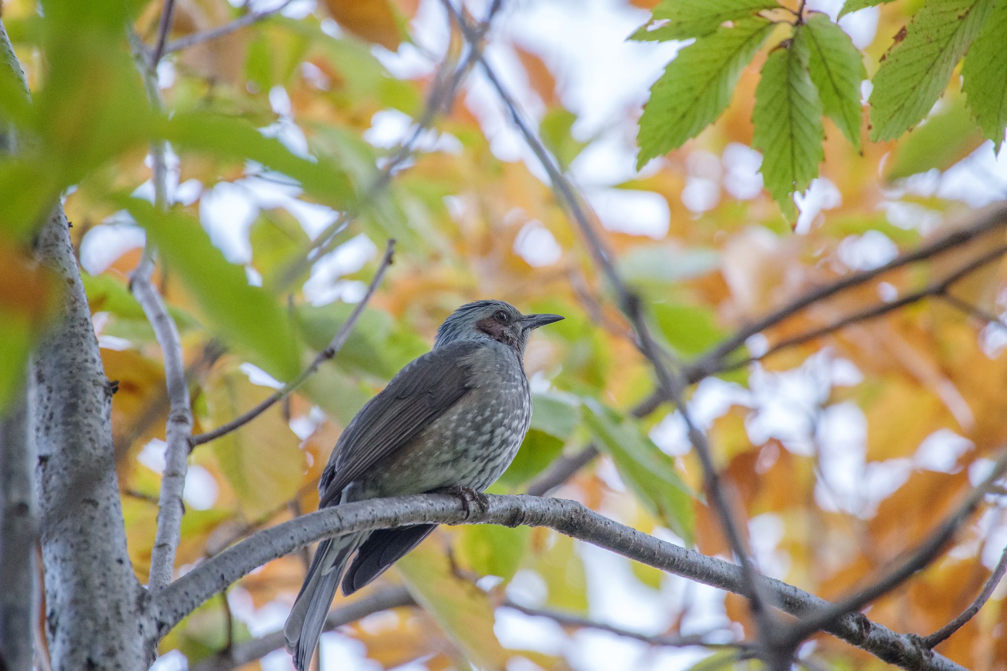 ヒヨヒヨ。 by Marco Birds