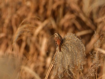 Meadow Bunting Watarase Yusuichi (Wetland) Sun, 12/4/2022