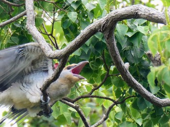 Channel-billed Cuckoo Royal Botanic Gardens Sydney Sun, 12/4/2022