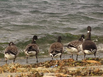 Sun, 12/4/2022 Birding report at 志津川湾