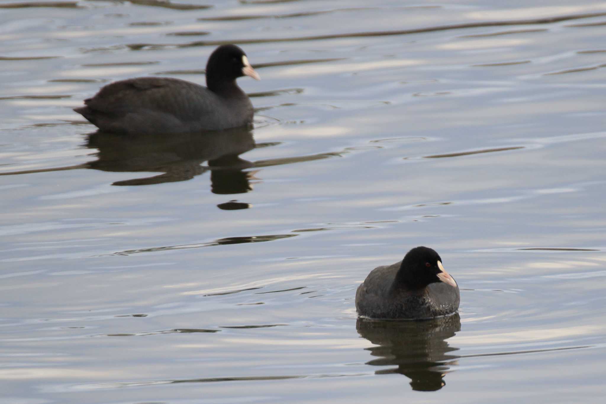 Photo of Eurasian Coot at 三つ又公園 by ごろう