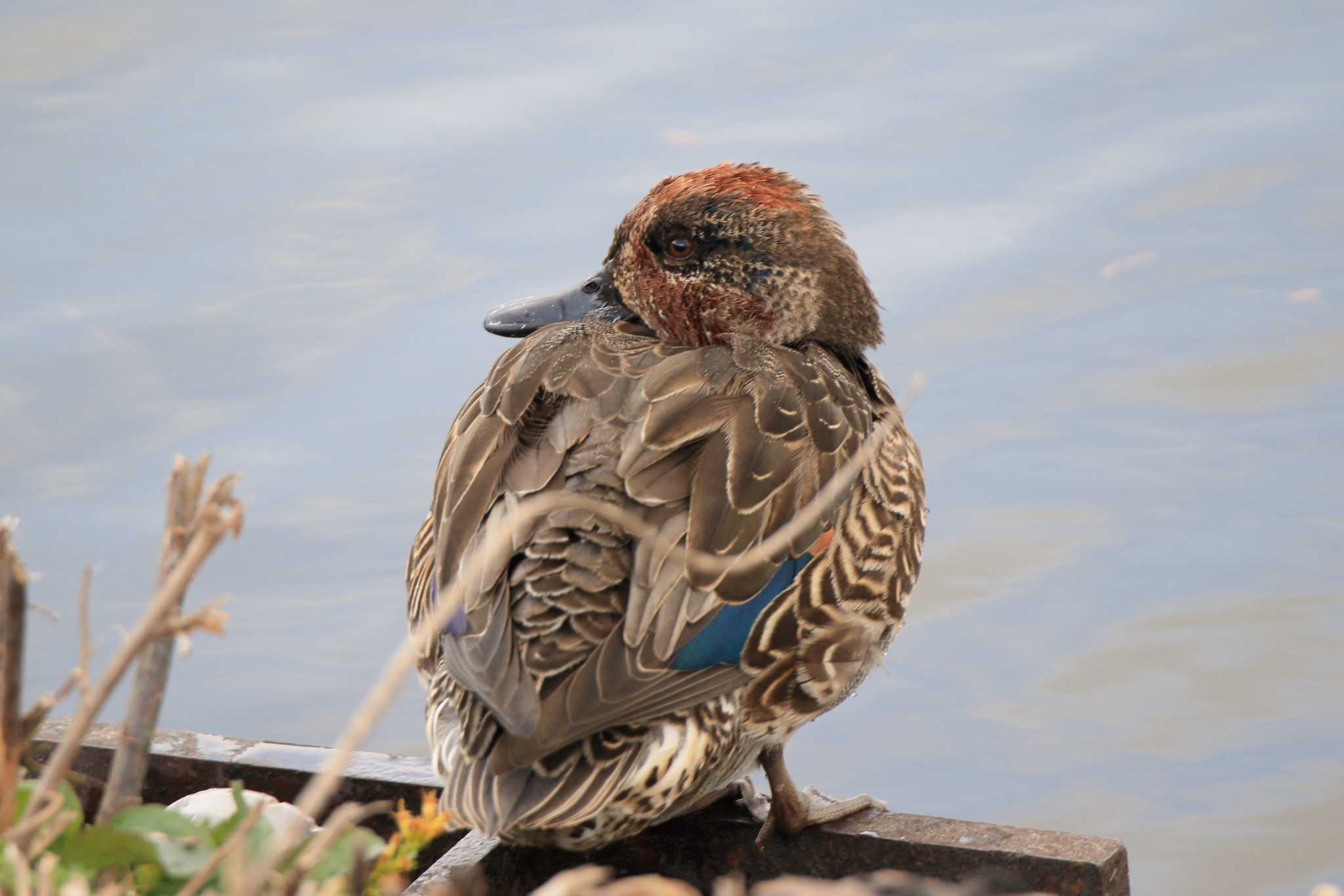 Photo of Eurasian Teal at 三つ又公園 by ごろう