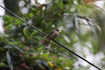 Daurian Redstart 日和山公園(酒田市) Mon, 10/24/2022