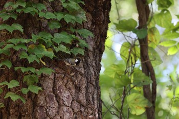 Japanese Tit 日和山公園(酒田市) Mon, 10/24/2022