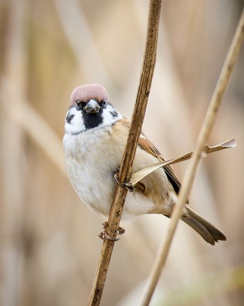 Eurasian Tree Sparrow Kitamoto Nature Observation Park Sat, 11/26/2022