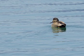 オカヨシガモ 湖北野鳥センター 2018年3月4日(日)