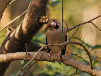 シメ 秋ヶ瀬公園 2022年12月3日(土)