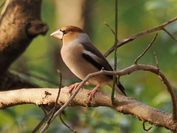 2022年12月3日(土) 秋ヶ瀬公園の野鳥観察記録