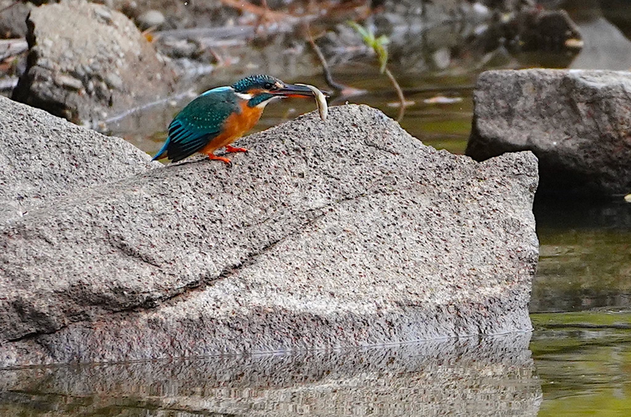 Common Kingfisher