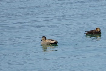 Gadwall 湖北野鳥センター Sun, 3/4/2018