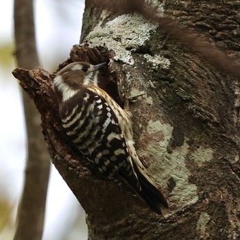 2022年12月4日(日) 舞岡公園の野鳥観察記録