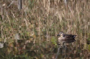 2022年12月4日(日) 舞岡公園の野鳥観察記録