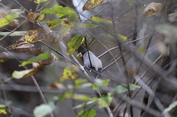 イカル こども自然公園 (大池公園/横浜市) 2022年12月4日(日)