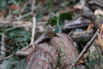 ルリビタキ こども自然公園 (大池公園/横浜市) 2022年12月4日(日)