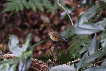 ルリビタキ こども自然公園 (大池公園/横浜市) 2022年12月4日(日)