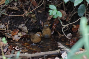 ガビチョウ こども自然公園 (大池公園/横浜市) 2022年12月4日(日)