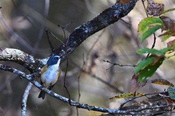 Red-flanked Bluetail Unknown Spots Sun, 12/4/2022