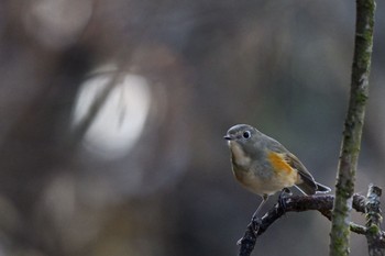 Red-flanked Bluetail 東京都 Sun, 12/4/2022