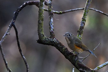 Red-flanked Bluetail 東京都 Sun, 12/4/2022