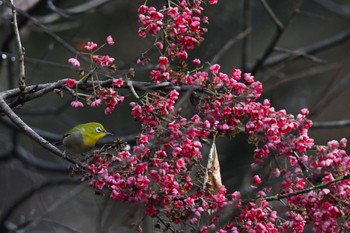 Warbling White-eye 東京都 Sun, 12/4/2022