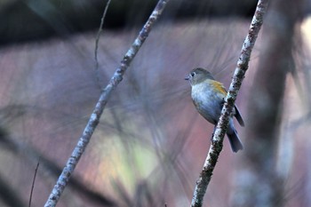 Red-flanked Bluetail 東京都 Sun, 12/4/2022