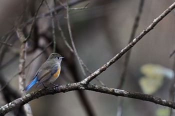 Red-flanked Bluetail 東京都 Sun, 12/4/2022