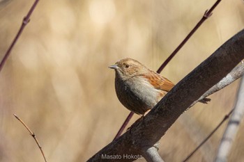 Japanese Accentor 井富湧水 Sat, 12/3/2022